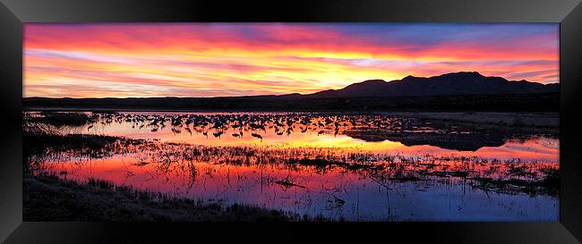 Bosque del Apache sunset Framed Print by Steven Ralser