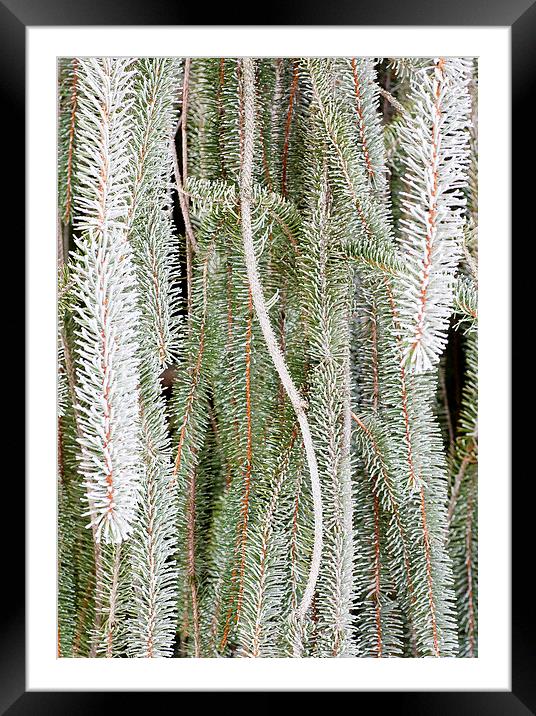 Hoar Frost 1 Framed Mounted Print by Steven Ralser