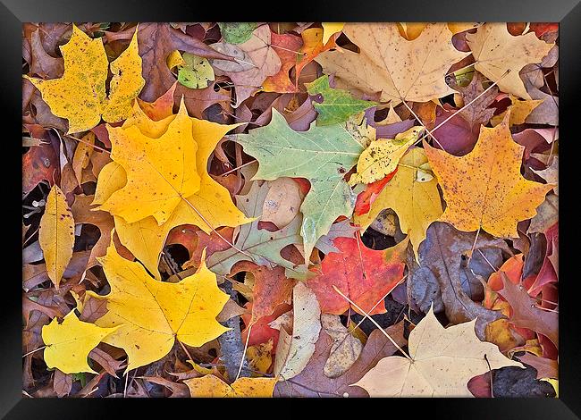 Maple Leaves Framed Print by Steven Ralser