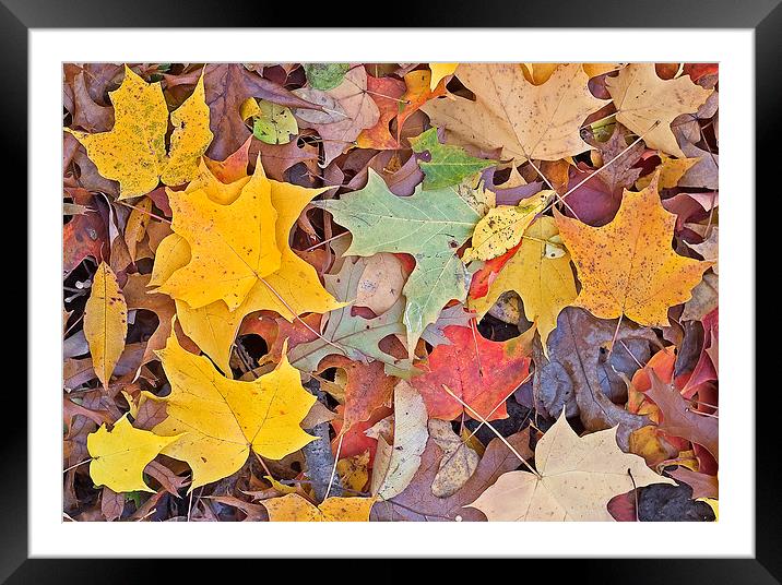 Maple Leaves Framed Mounted Print by Steven Ralser