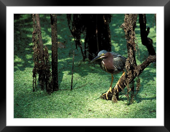 Green Heron Framed Mounted Print by Steven Ralser