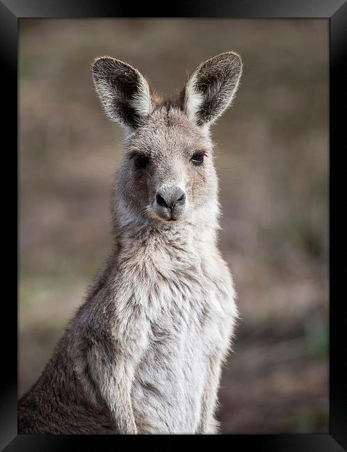 Kangaroo Portrait, Canberra, Australia Framed Print by Steven Ralser