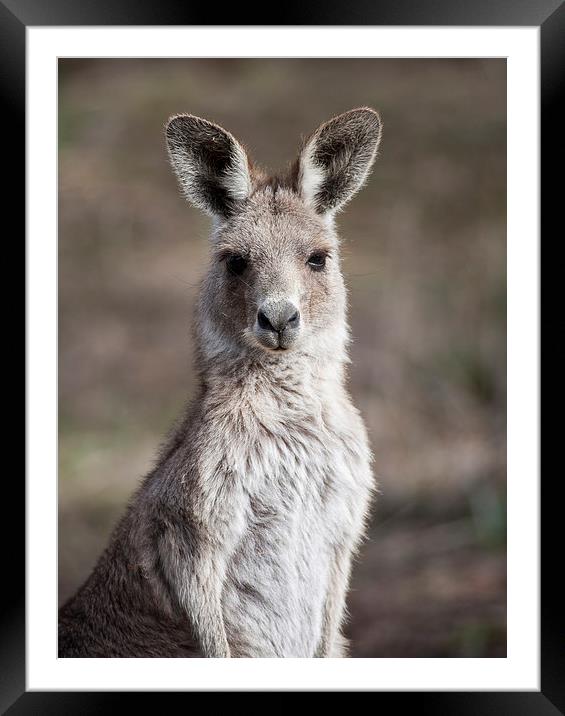 Kangaroo Portrait, Canberra, Australia Framed Mounted Print by Steven Ralser