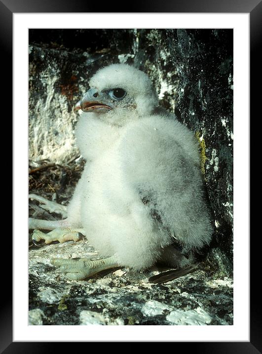 peregrine falcon Framed Mounted Print by Steven Ralser