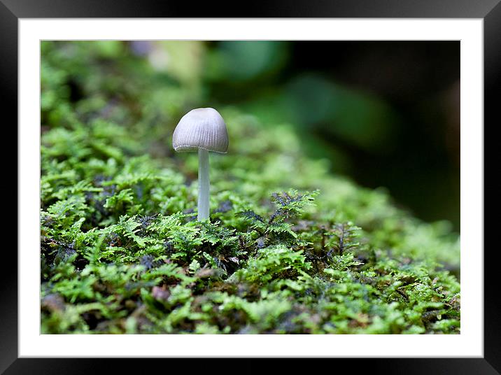 Mushroom on log Framed Mounted Print by Steven Ralser