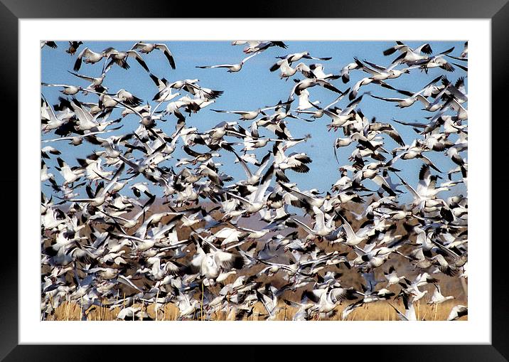 Bosque snow Geese Framed Mounted Print by Steven Ralser