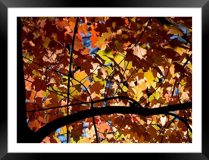 Maple tree Framed Mounted Print by Steven Ralser
