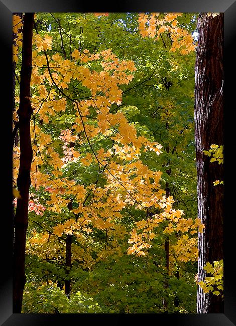 Fall Maples Framed Print by Steven Ralser