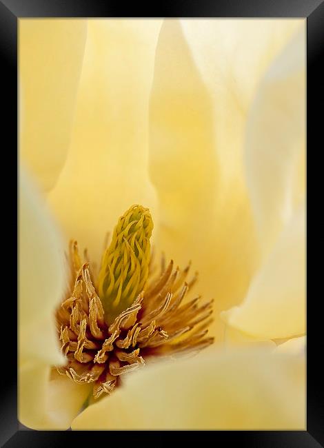 Yellow magnolia Framed Print by Steven Ralser