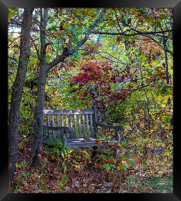 Arboretum bench Framed Print by Steven Ralser