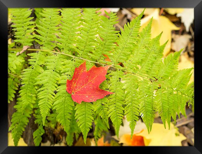 Maple leaf on Fern Framed Print by Steven Ralser