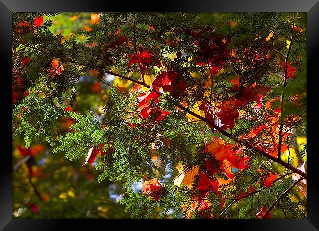 leaves on evergreen Framed Print by Steven Ralser