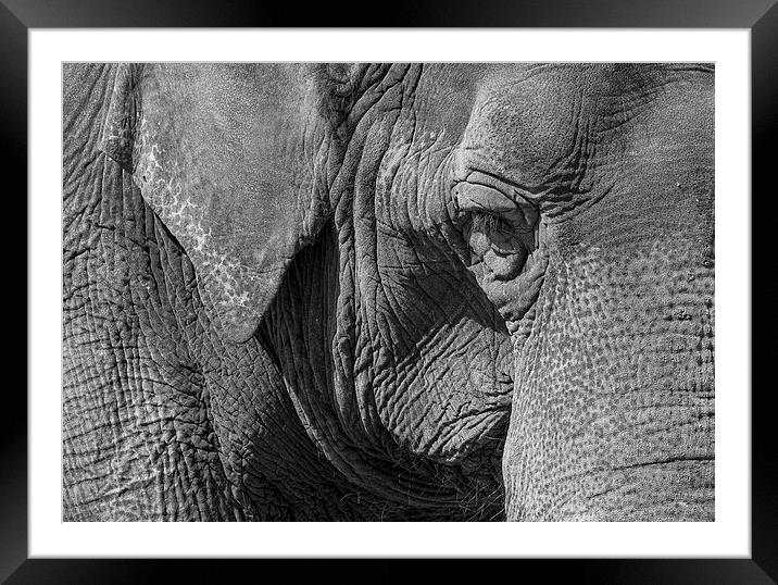 Elephant Framed Mounted Print by Steven Ralser