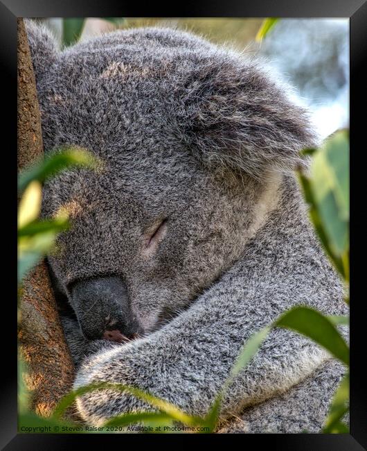 Sleeping Koala Framed Print by Steven Ralser