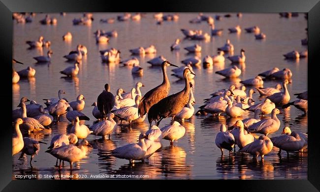 Cranes and Geese, Bosque del Apache, NM  Framed Print by Steven Ralser
