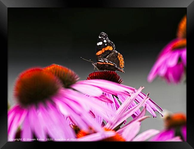 Red Admiral Butterfly on Echinacae Framed Print by Steven Ralser