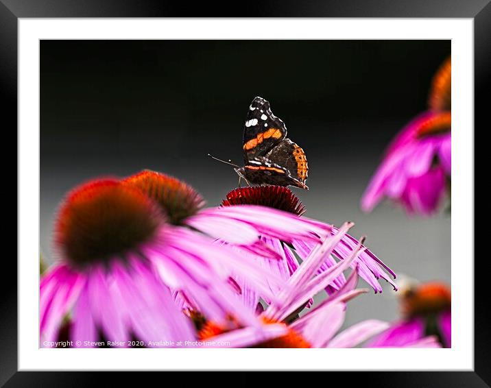 Red Admiral Butterfly on Echinacae Framed Mounted Print by Steven Ralser