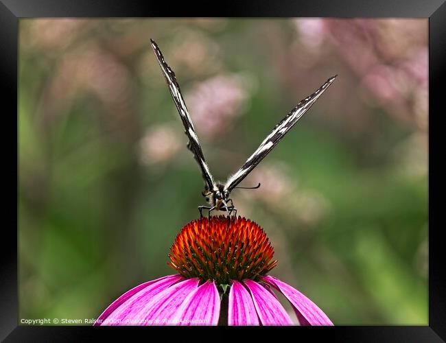 Spicebush Swallowtail Butterfly 2 on Echinacae Framed Print by Steven Ralser