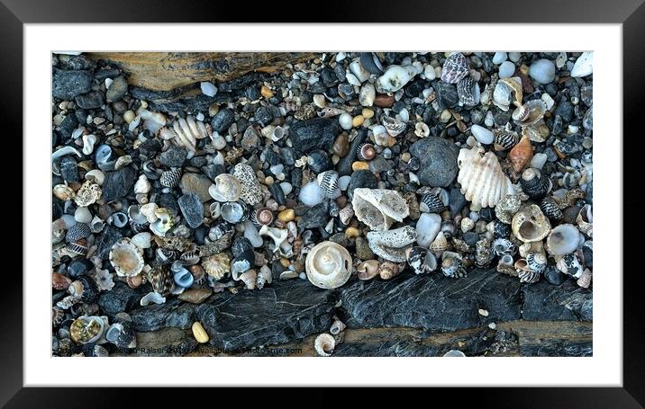 Shells - NSW - Australia 2 Framed Mounted Print by Steven Ralser