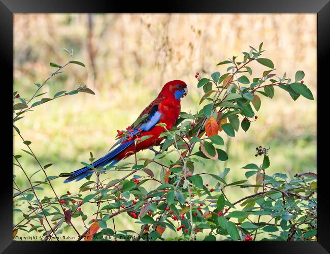 Crimson Rosella, Australia Framed Print by Steven Ralser