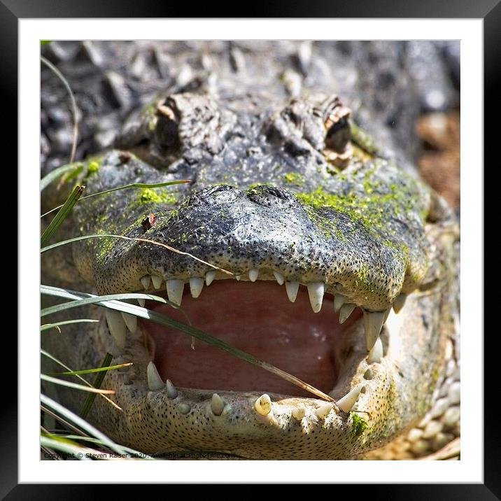 American Alligator, Smithsonian National Zoo, USA Framed Mounted Print by Steven Ralser