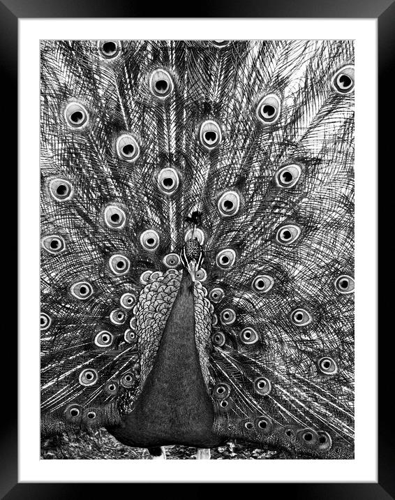 Peacock in Black and White Framed Mounted Print by Steven Ralser