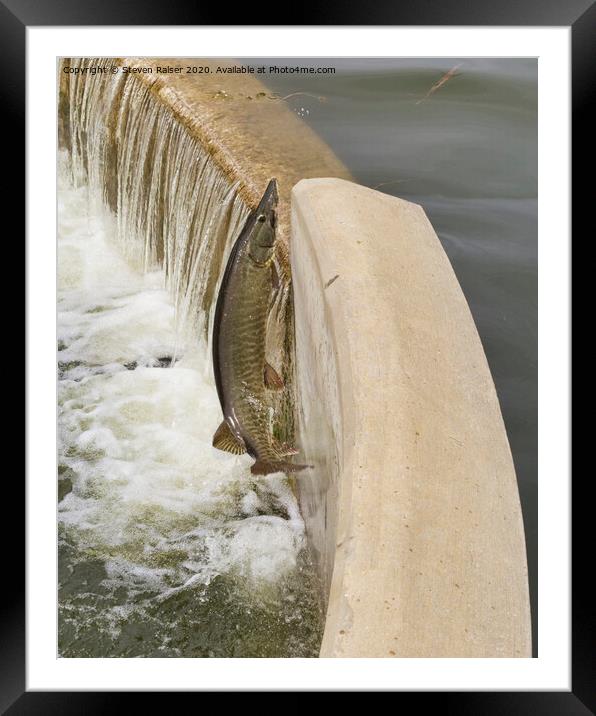 Muskie  - Lake Wingra - Madison - Wisconsin, USA Framed Mounted Print by Steven Ralser