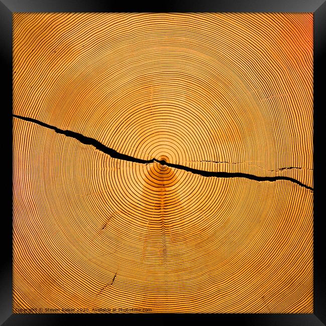 Tree Rings Framed Print by Steven Ralser
