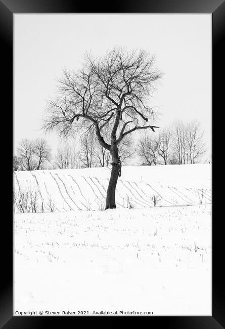 Tree in Snow, Wisconsin, USA Framed Print by Steven Ralser