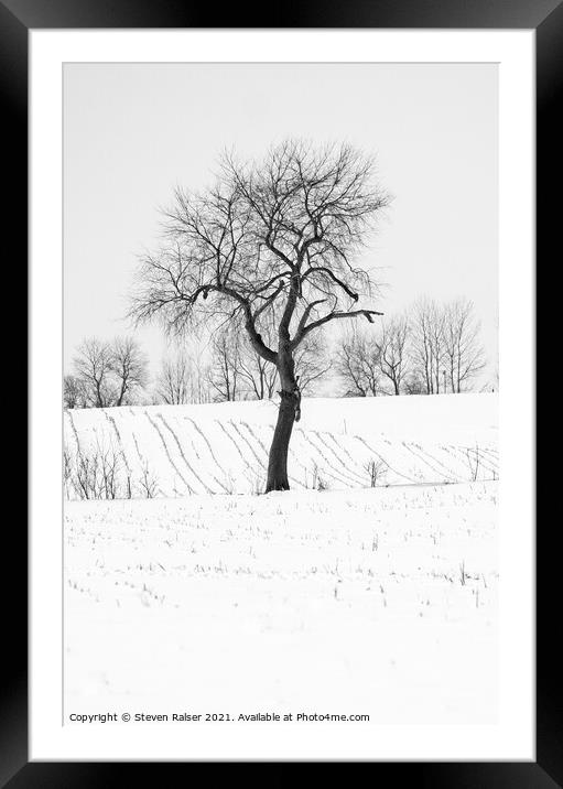 Tree in Snow, Wisconsin, USA Framed Mounted Print by Steven Ralser