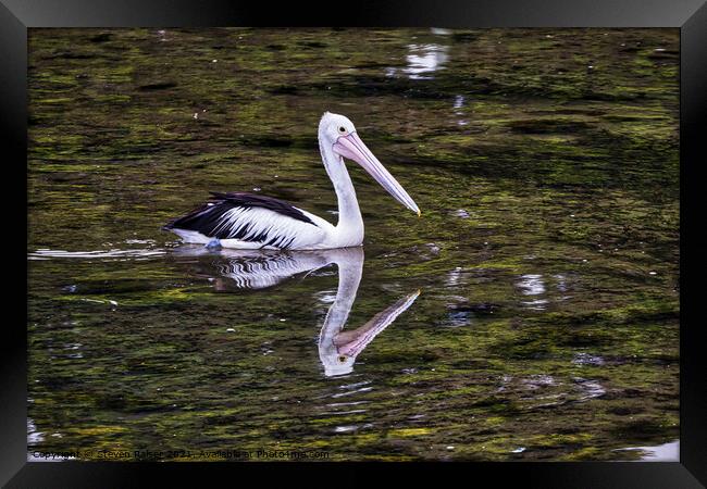 Pelican, Australia Framed Print by Steven Ralser