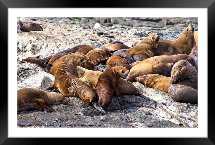 Seals - Montague Island - Australia 8 Framed Mounted Print by Steven Ralser