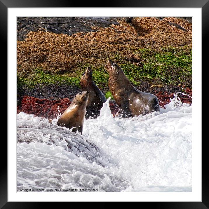 Seals - Montague Island - Australia 7 Framed Mounted Print by Steven Ralser