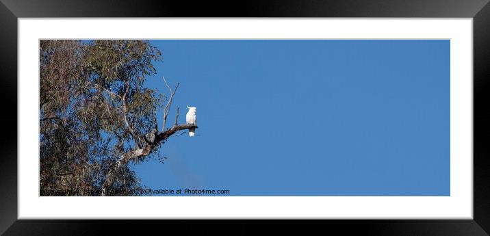 Sulphur Crested Cockatoo, Canberra, Australia Framed Mounted Print by Steven Ralser