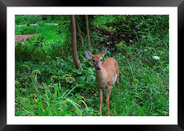Deer Framed Mounted Print by Justin Kincheloe