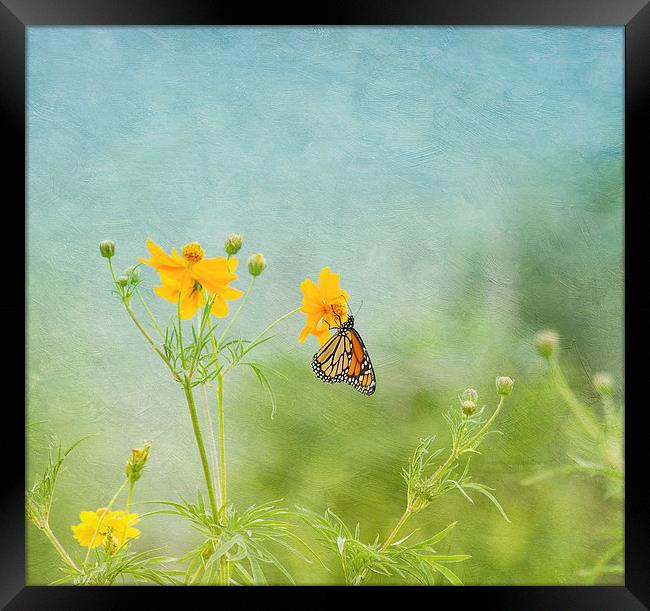 In The Garden - Monarch Butterfly Framed Print by Kim Hojnacki