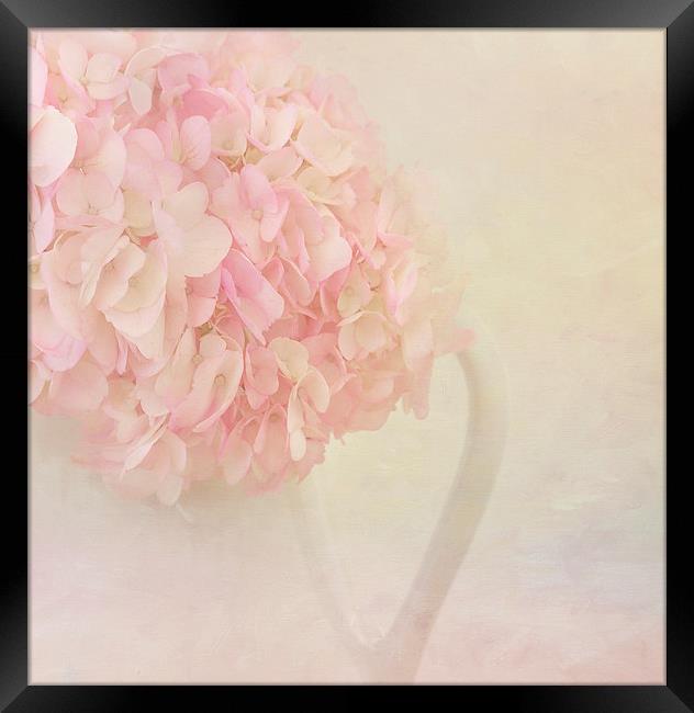 Pink Hydrangea Flowers Framed Print by Kim Hojnacki