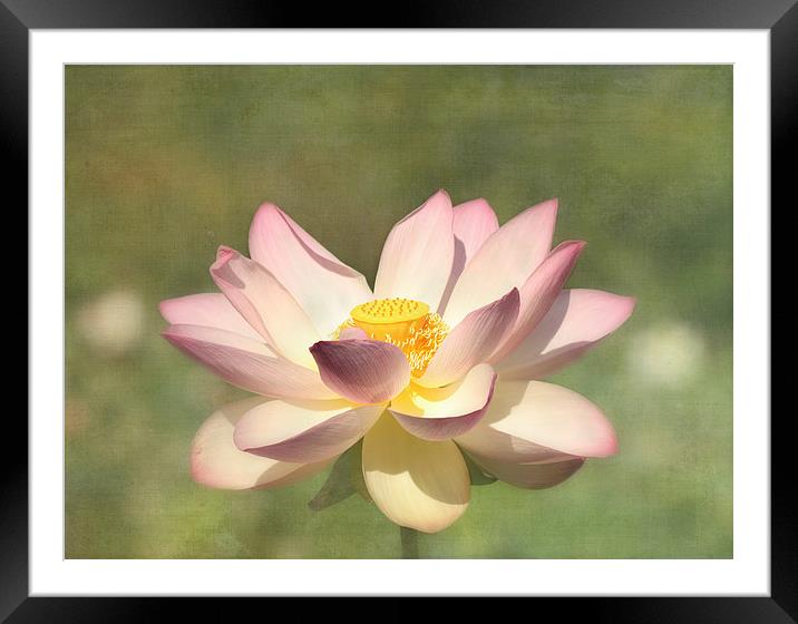 Lotus Flower Framed Mounted Print by Kim Hojnacki