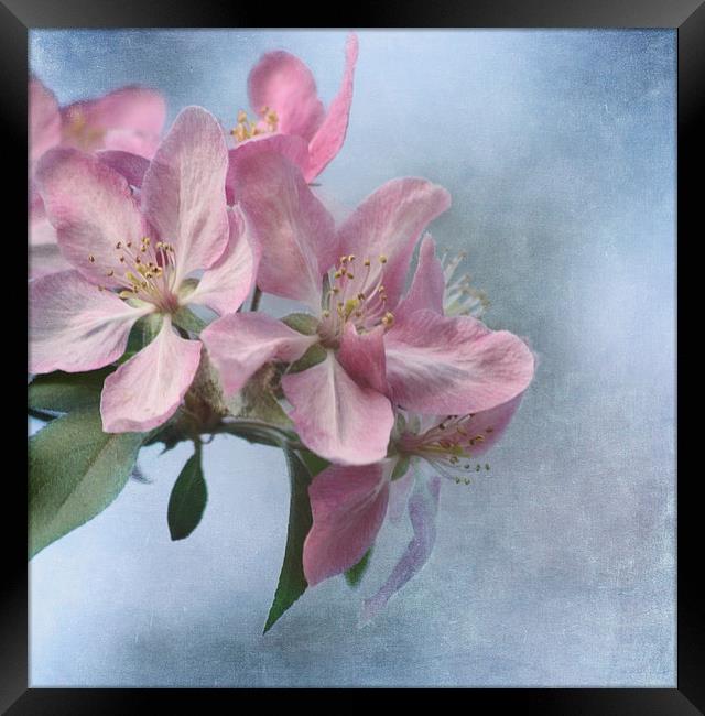 Spring Blossoms Framed Print by Kim Hojnacki