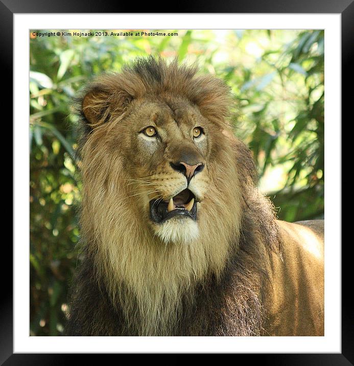 The Lion King Framed Mounted Print by Kim Hojnacki