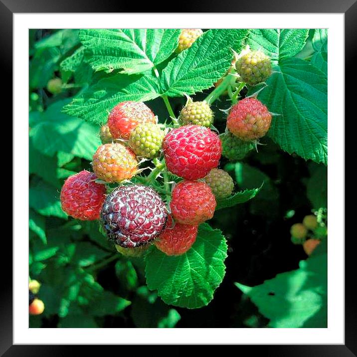 Backyard Berries Framed Mounted Print by Pamela Briggs-Luther