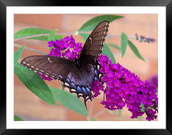 Butterflys and Friend Framed Mounted Print by Pamela Briggs-Luther