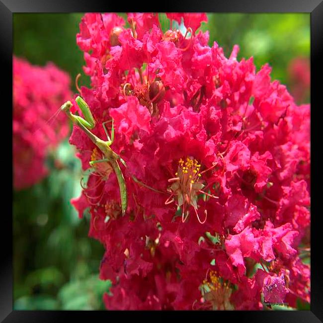 Praying Mantis on Crepe Myrtle Framed Print by Pamela Briggs-Luther