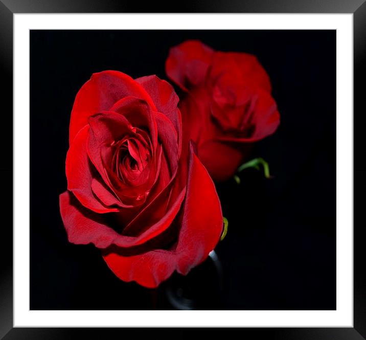 Double Red Roses Framed Mounted Print by Pamela Briggs-Luther