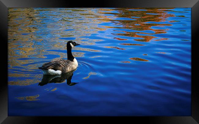 Goose on blue waters Framed Print by Michael Gibson