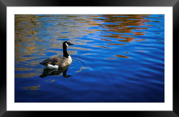 Goose on blue waters Framed Mounted Print by Michael Gibson