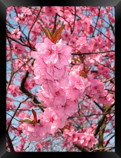 Cherry Blossoms in the Spring Framed Print by Juha Remes