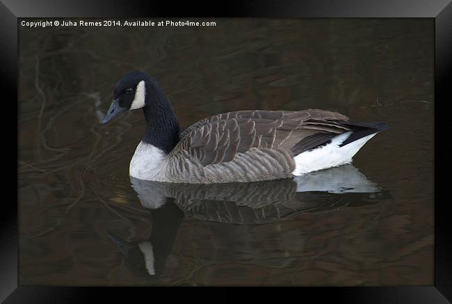 Canada Goose with Full Reflection Framed Print by Juha Remes