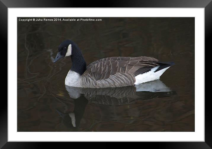 Canada Goose with Full Reflection Framed Mounted Print by Juha Remes