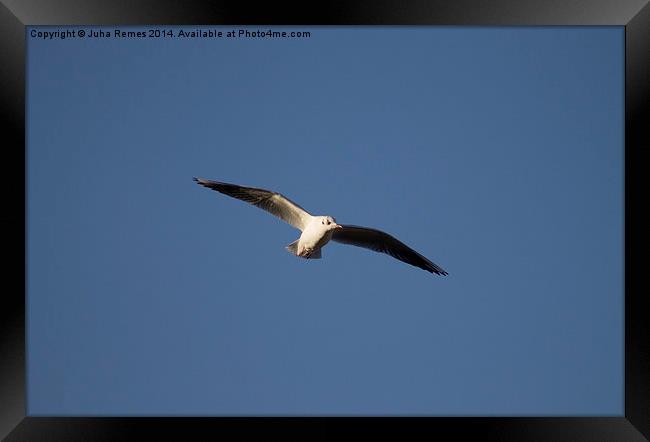 Flying Seagull Framed Print by Juha Remes